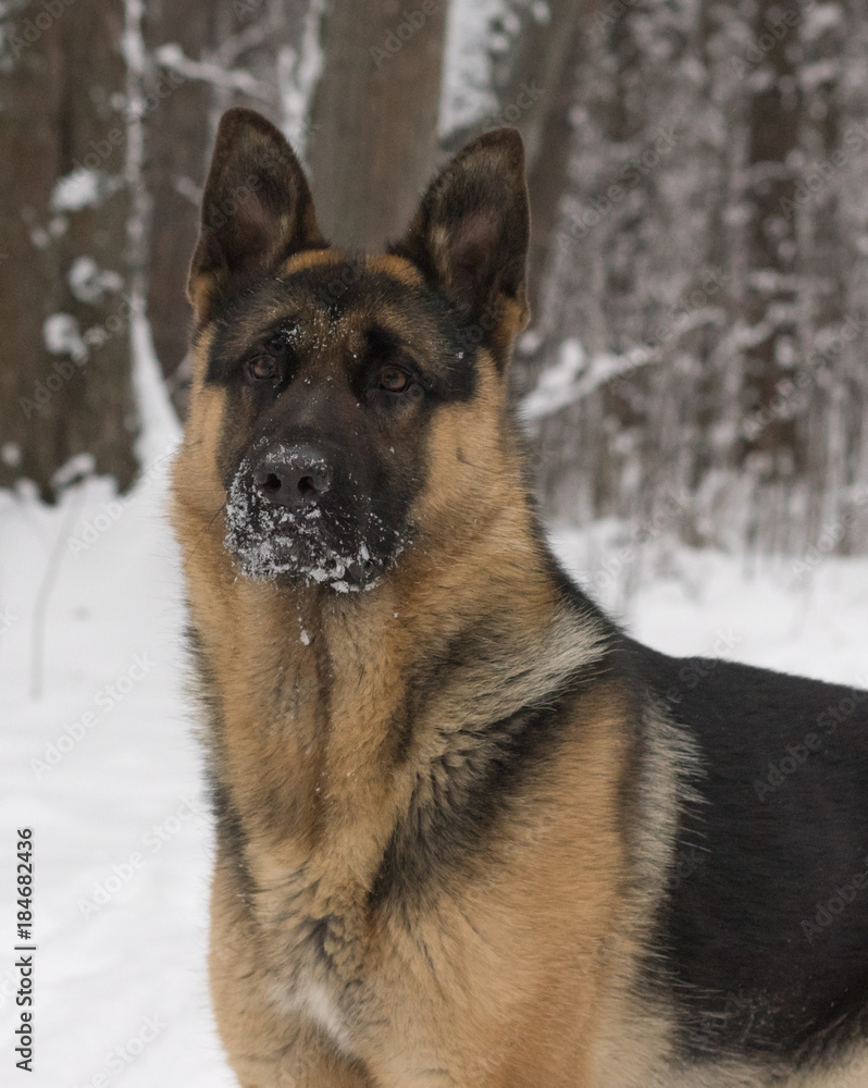 A German shepherd stands in the snow in Park at winter day during a snowfall