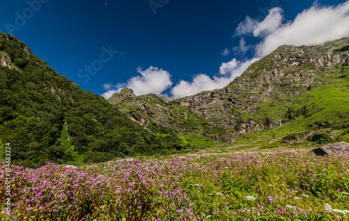 valley of flowers national park, uttarakhand, india