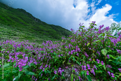 valley of flowers national park, uttarakhand, india photo