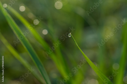 Waterdrop on grass tip