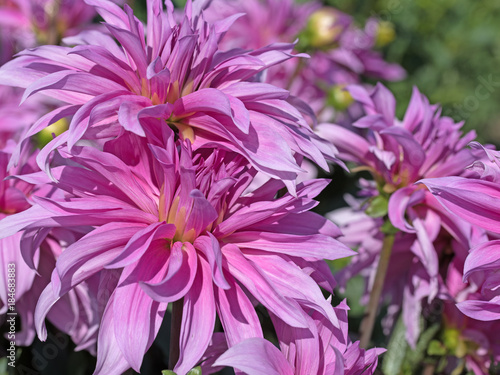 Fototapeta Naklejka Na Ścianę i Meble -  Dahlien, Dahlias