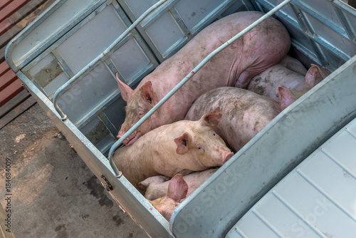 Pig on truck transport to factory