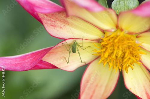 insecte sur une fleur