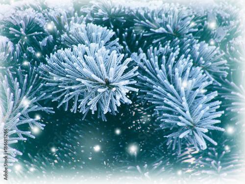 Branches of a Christmas tree in the snow. Winter background. Nature in details. Christmas. New Year.