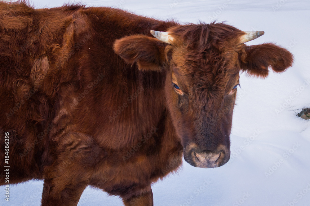 Close up portrait of Cow at winter pasture Close up portrait of Cow at winter pasture