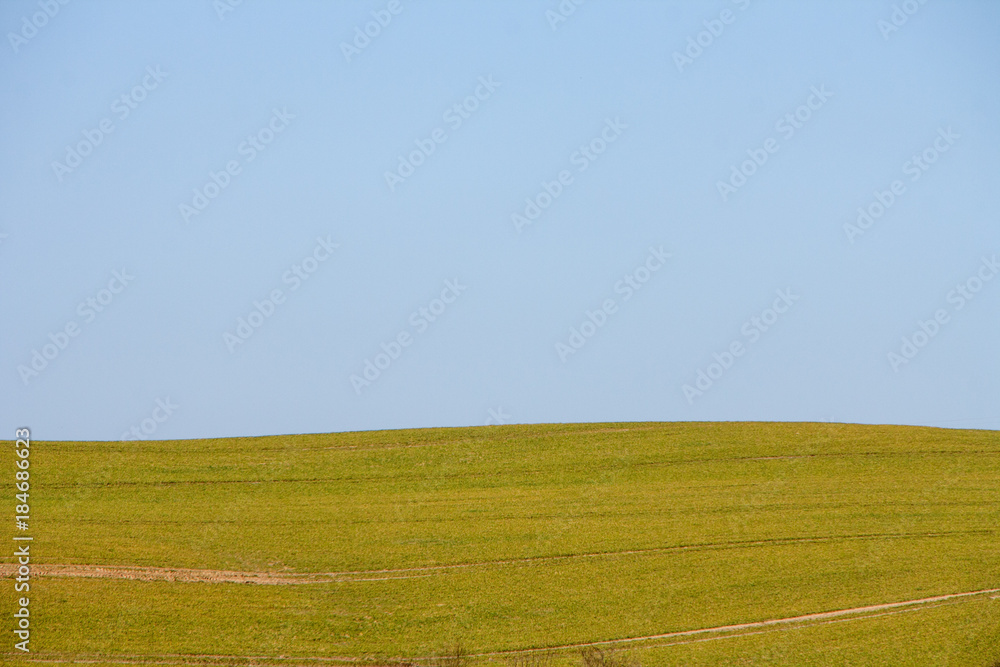 Fototapeta premium Feld und wolkenloser Himmel