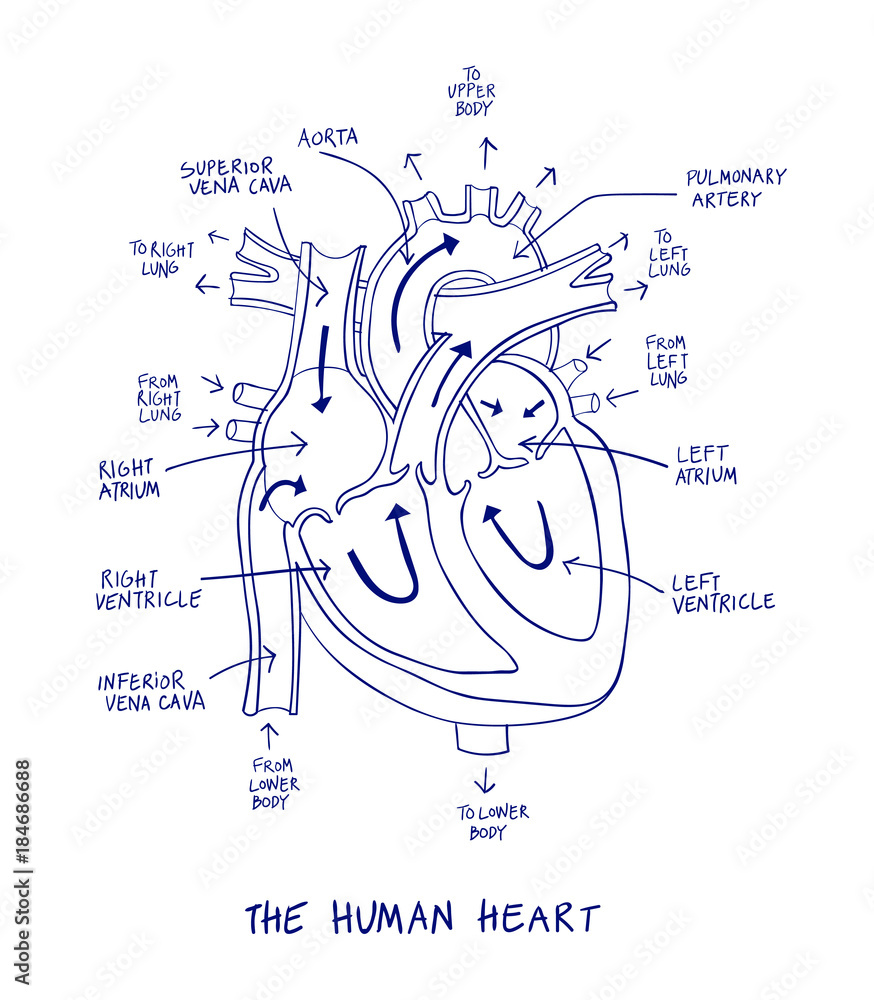 Sketch of human heart anatomy on blue line on a white background.  Educational diagram showing blood flow with hand written labels of the main  parts. Vector illustration easy to edit Stock Vector