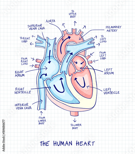 Sketch of human heart anatomy ,line and color on a checkered background. Educational diagram with hand written labels of the main parts. Vector illustration easy to edit