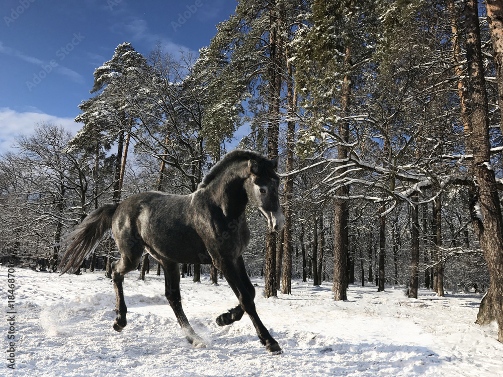 the horse is running in the woods