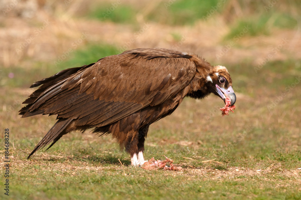 Fototapeta premium The majestic black vulture