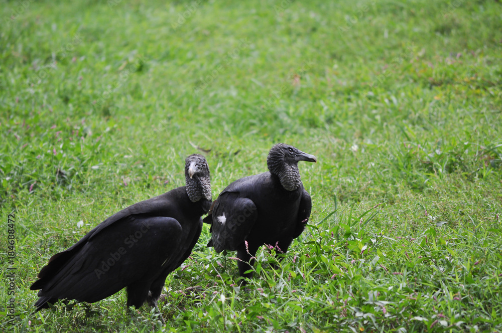 Pair of Black Vulture Birds in a Field Pair of Black Vulture Birds in a Field