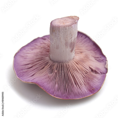 Tableau sur toile clitocybe nuda mushroom