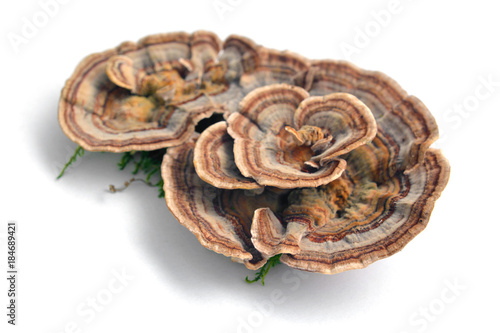 trametes versicolor mushroom