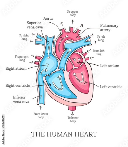 pic Easy Human Heart Diagram https stock adobe com de images hand drawn illustration of human heart anatomy educational diagram showing blood flow with main parts labeled vector illustration easy to edit 184690051 start checkout 1 content id 184690051