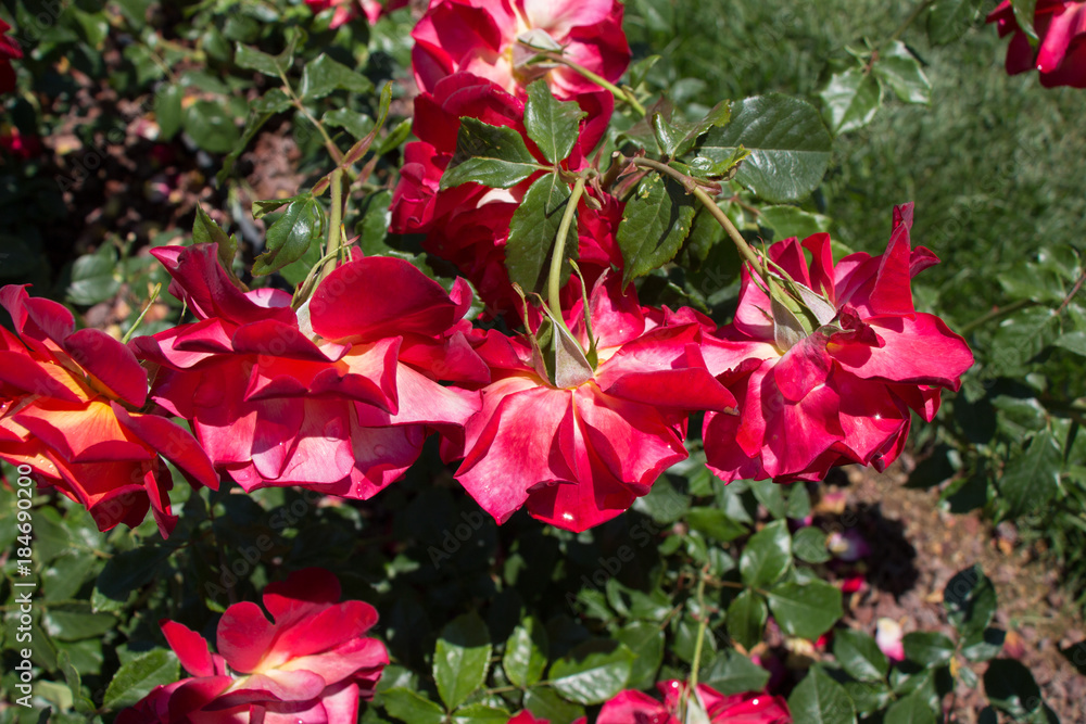 Blooming beautiful colorful roses in the garden