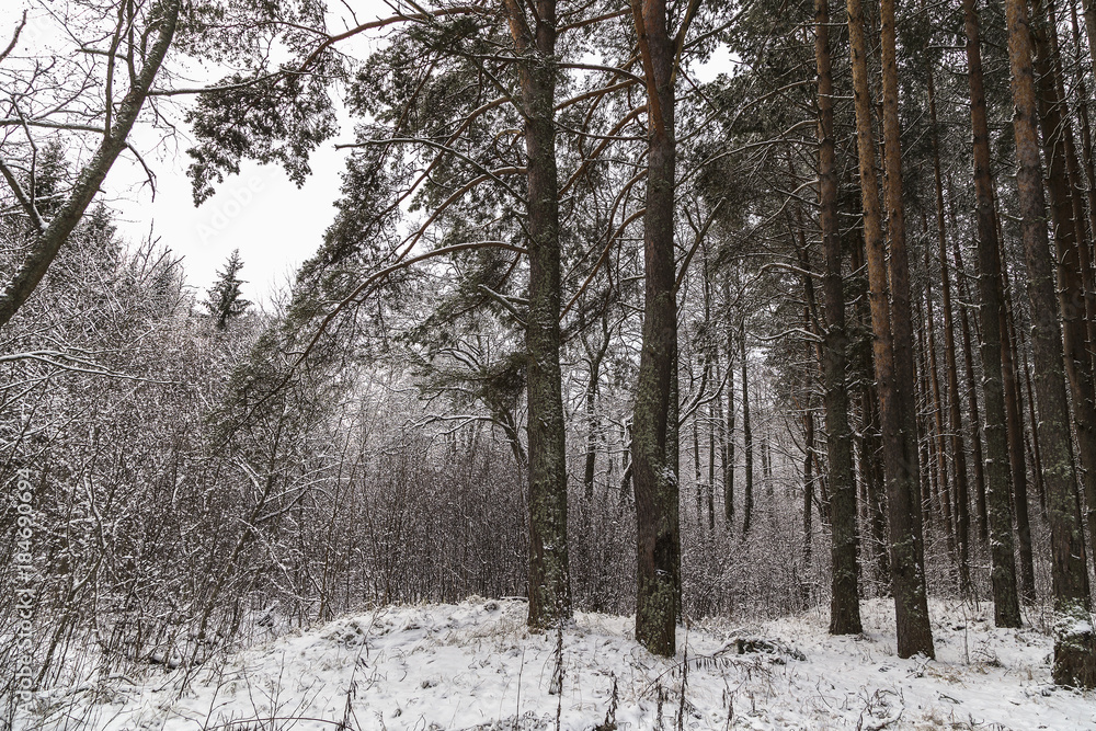 Winter coniferous forest in the snow Winter coniferous forest in the snow