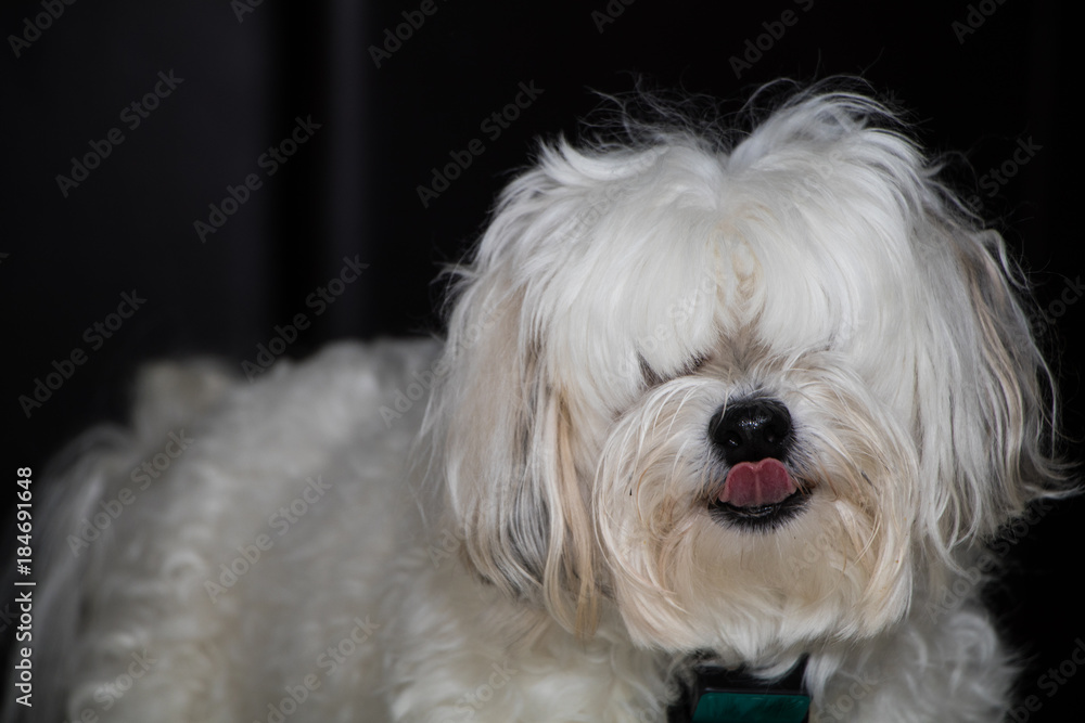 Cute White Dog Licking His Nose Portrait