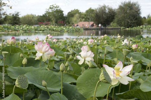 champ de fleurs de Lotus