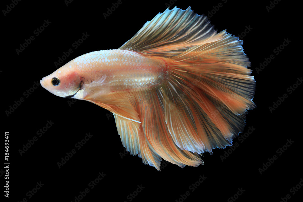 Fototapeta premium Halfmoon Gold betta isolated on black background