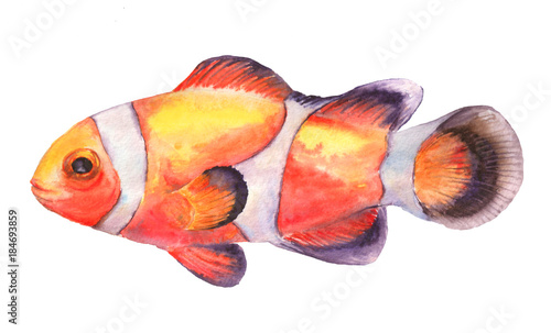 Watercolor illustration of clownfish. Amphiprion percula. Isolated on white background