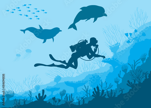 Underwater wildlife  diver  dolphins