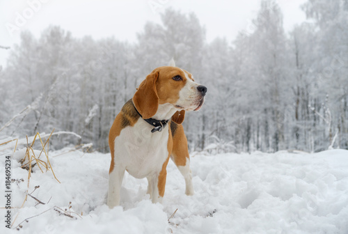 Beagle dog walking in the winter snowy forest © androsov858