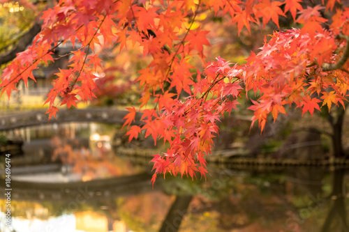 Autumn leaves of Higo Hosokawa garden   Higo-Hosokawa Garden is a park in Bunkyo Ward  Mejirodai  Bunkyo-ku  Tokyo.