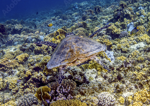 Can you see me? - Turtle over the reef