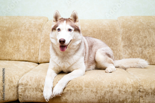 Siberian Husky at home