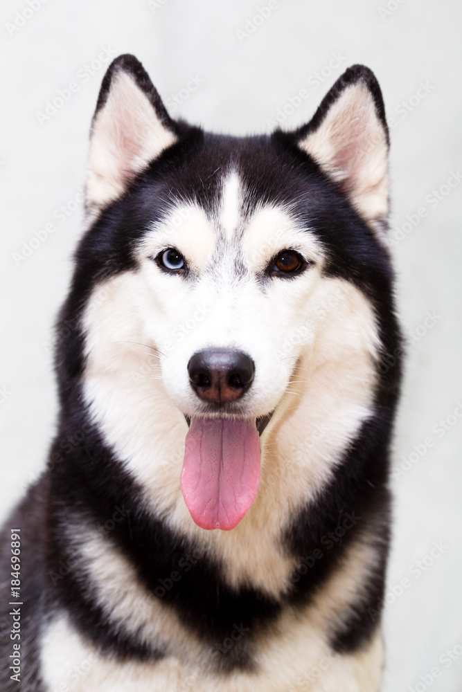 Siberian Husky at home