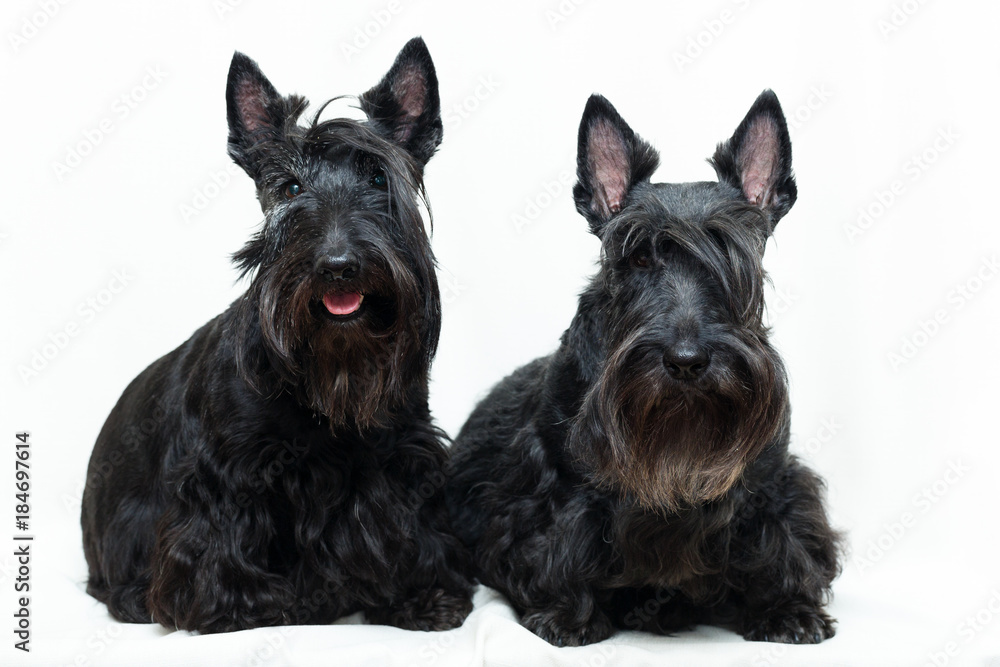 Black Scottish Terrier dog