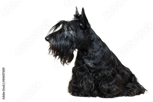 Black Scottish Terrier dog