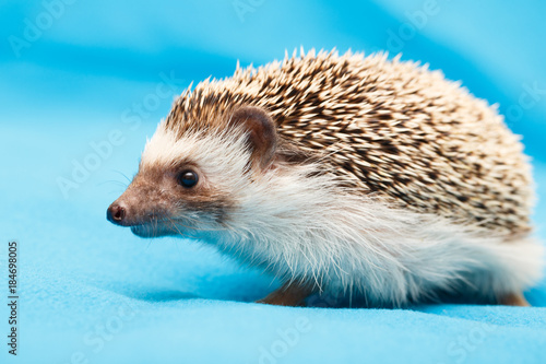 African hedgehog at home