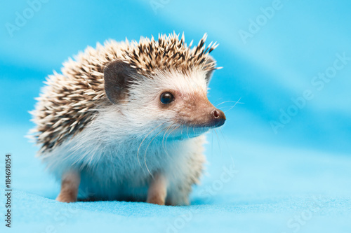 African hedgehog at home