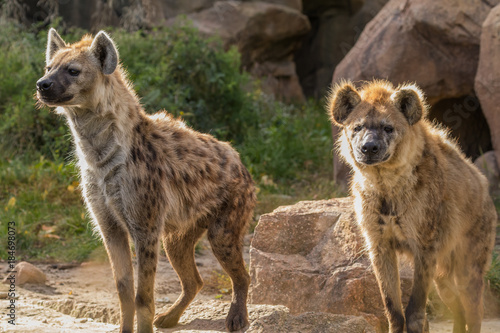 Spotted Hyena pair photo