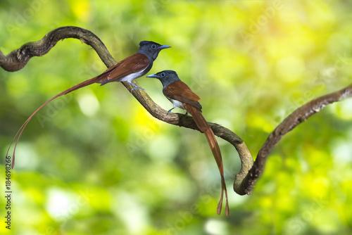 Asian Paradise Flycatcher ,Pair of birds photo