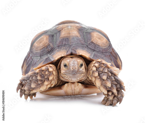 Turtle isolated on white