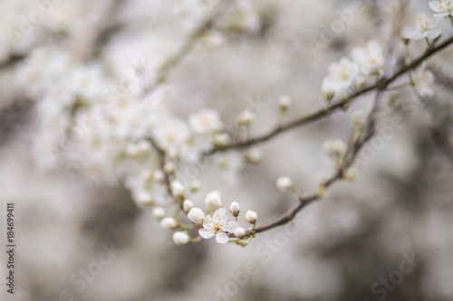 Frühling © Antje
