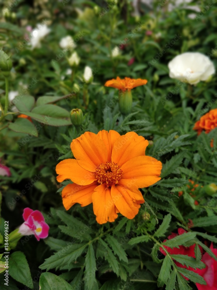 Flower blooming in garden Flower blooming in garden