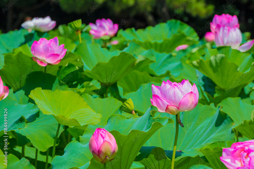 Lotus Flower.Background is the lotus leaf and lotus bud and lotus flower and tree.Shooting location is Yokohama, Kanagawa Prefecture Japan. Lotus Flower.Background is the lotus leaf and lotus bud and lotus flower and tree.Shooting location is Yokohama, Kanagawa Prefecture Japan.