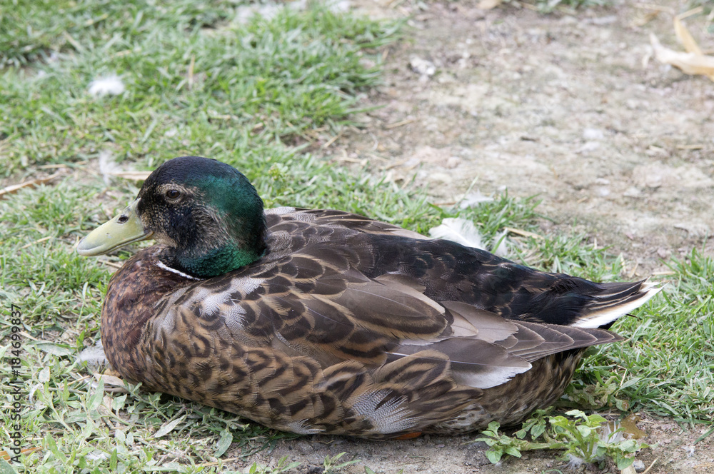 Canard Colvert mâle Canard Colvert mâle