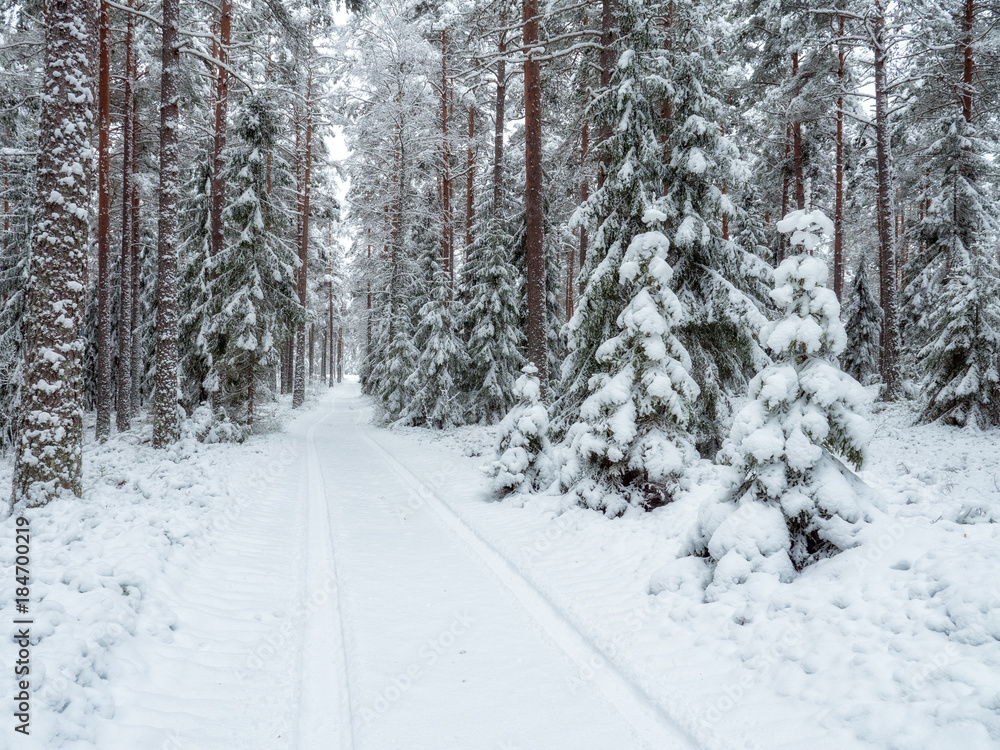 Fototapeta premium Spruce tree forest covered by fresh snow during winter Christmas time