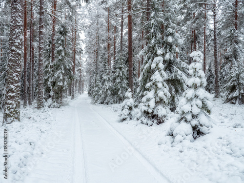 Spruce tree forest covered by fresh snow during winter Christmas time © Conny Sjostrom