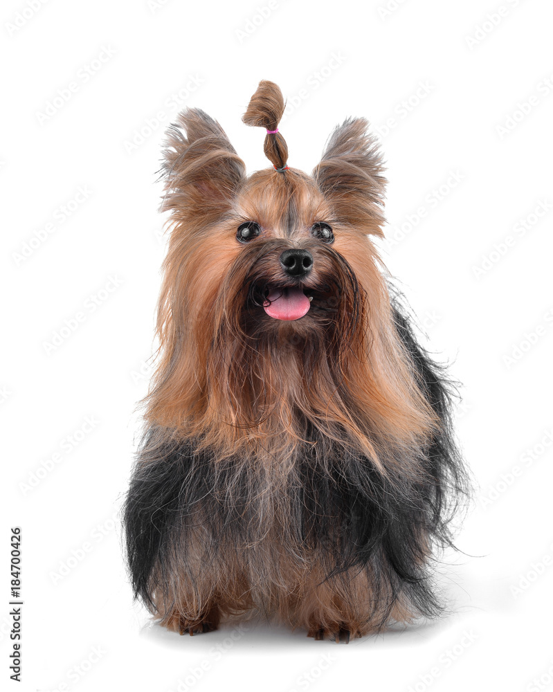 Yorkshire terrier on white background Yorkshire terrier on white background