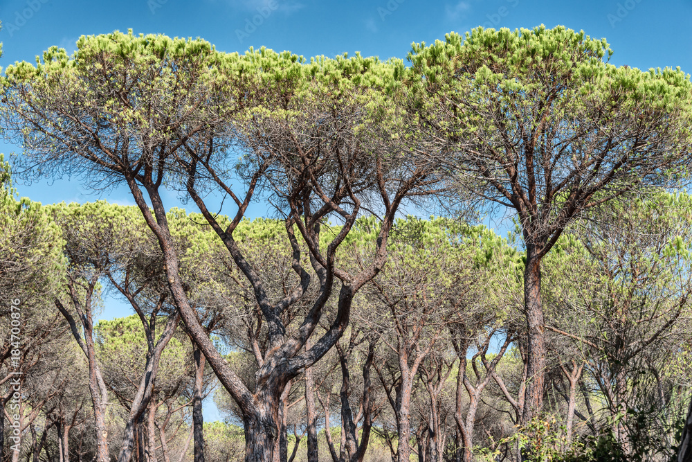 Pinienwald bei Ostia