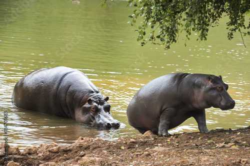 hippopotamus helping his calf to get out of the water