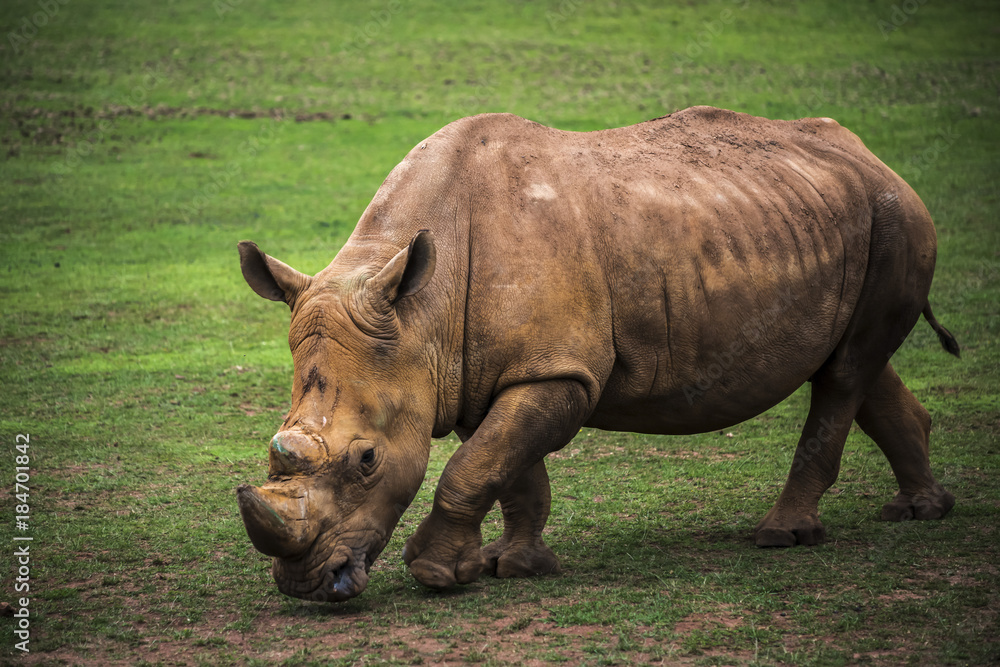 Obraz premium brown rhinoceros grazing