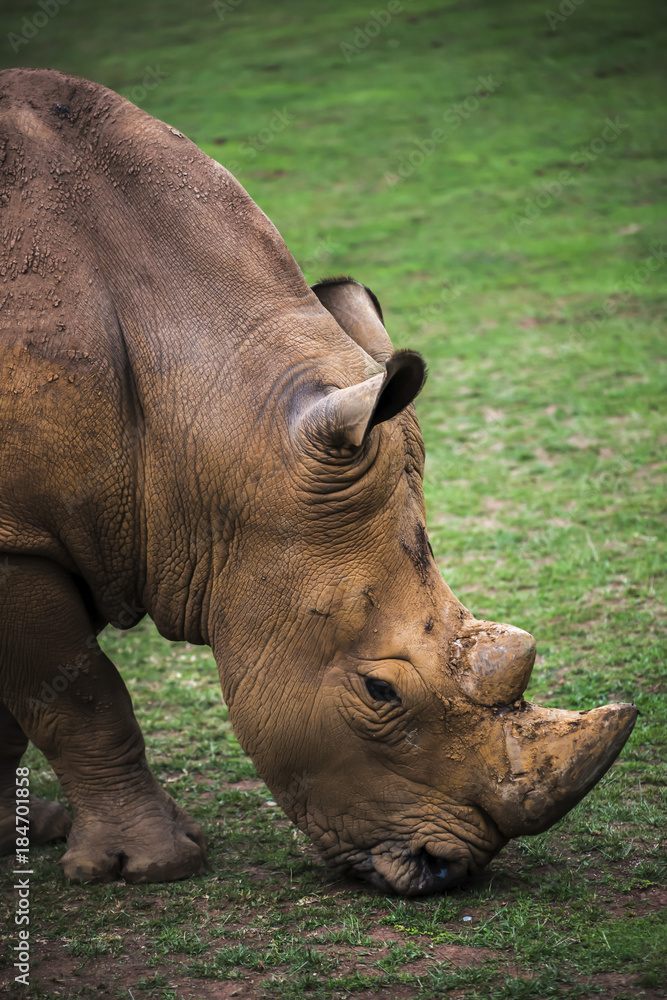 Profile of a rhinoceros grazing Profile of a rhinoceros grazing