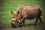 brown rhinoceros grazing
