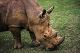 Portrait of a rhinoceros grazing